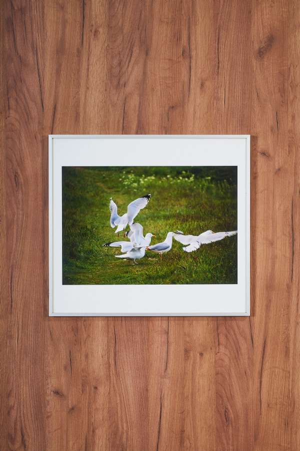 Seagulls on the Grass on the Water Medium Painting 