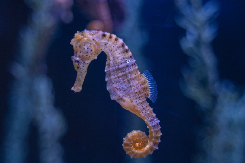 Surprising Facts About the Fascinating Seahorse Animal
