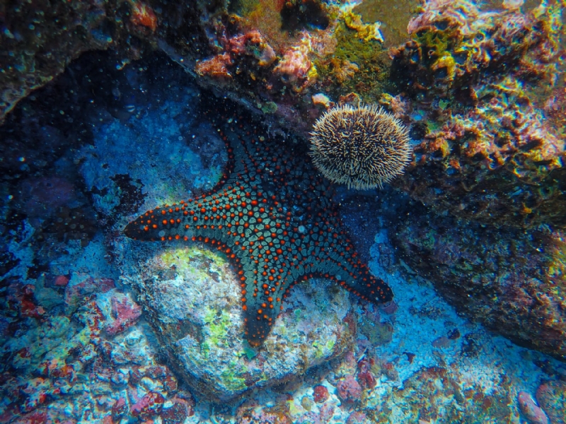 What Is the Meaning of Starfish Figure?