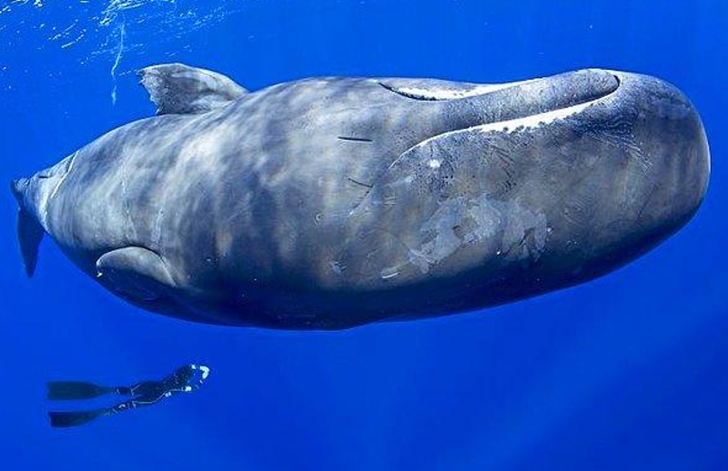 How Do Sperm Whales Sleep?